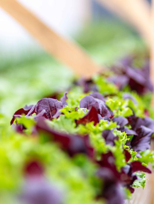 Kopfsalate vom Hofladen Melcher