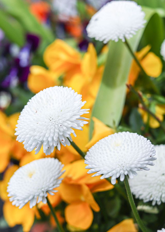 Nahaufnahme weiße Blumen