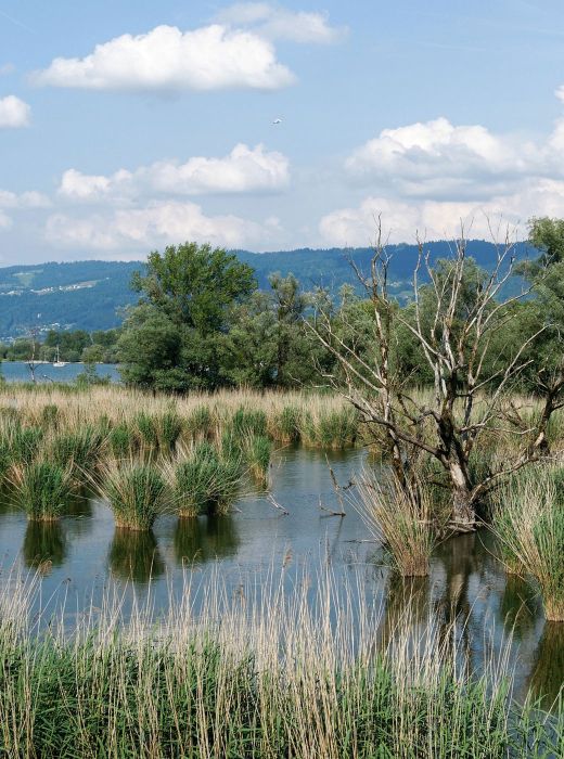 Harder See bucht mit Schilf und einen ausgetrockneten Baum mit Blick auf den Pfänder